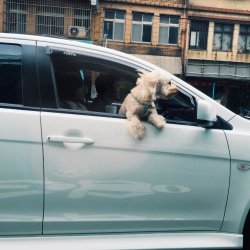 Pets on a Road Trip: Driving Long Distance with Your Four-Legged Friend