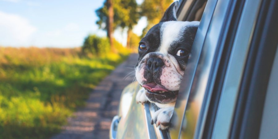 Pets on a Road Trip: Planning Your Route
