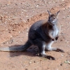 What Animals can you see on a Kakadu Tour?